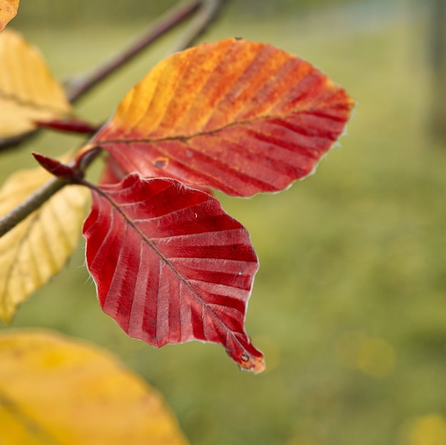 brown tree leaf in the nature in autumn season, autumn colors