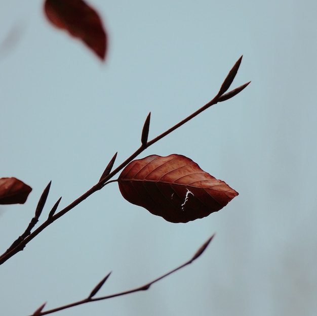 brown tree leaf