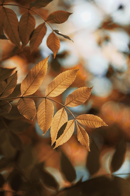 秋の茶色の木の葉