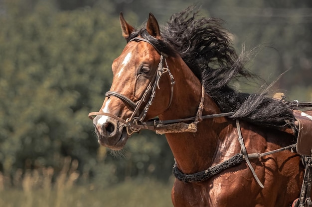 Brown trotter Equestrian sports Portrait of a horse Thoroughbred horse close up while moving