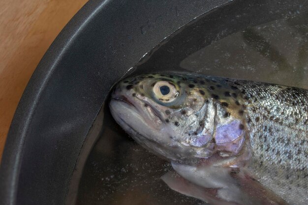 ブラウン・トラウト サルモ・トラッタ 人気の魚