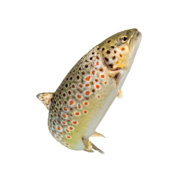 Brown trout swimming, isolated on white