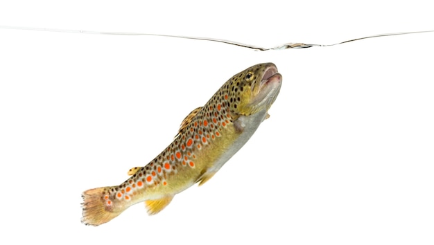 Brown trout swimming under water line, isolated on white