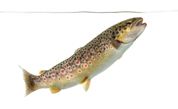 Brown trout swimming under water line, isolated on white