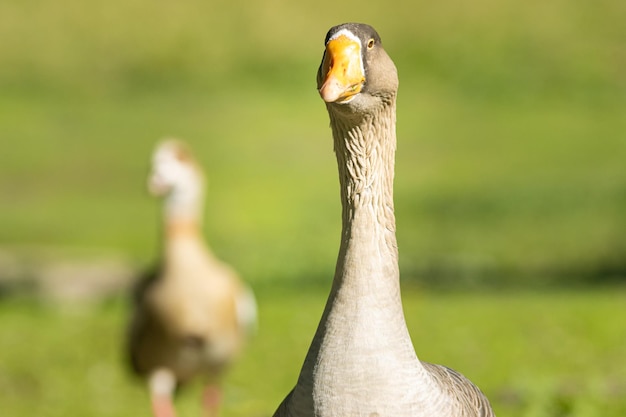 Photo brown upland goose in front of the camera