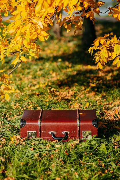 Valigia vintage marrone nella foresta di autunno