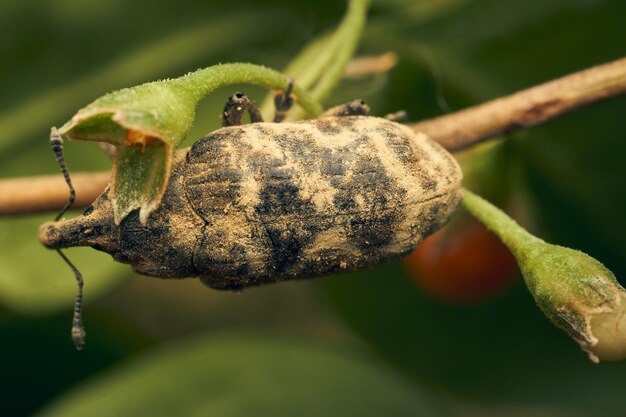 A brown weevil perched on a green branch