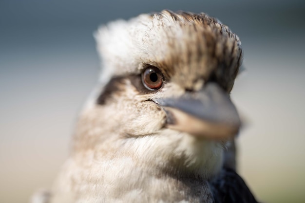 A brown and white bird with a black beak