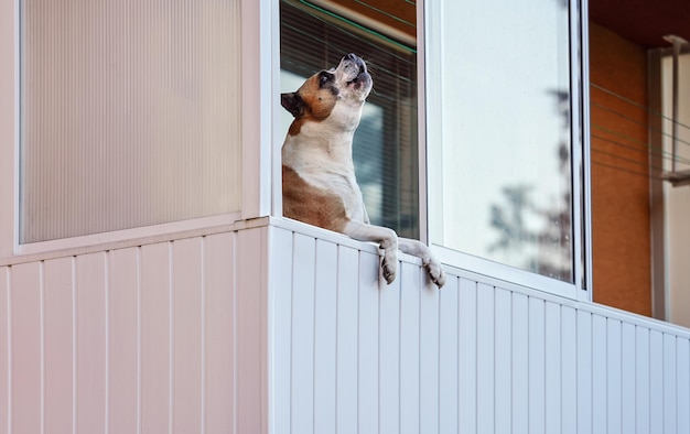 Brown and white boxer dog leaning on balcony as if he's looking outside, barking or howling