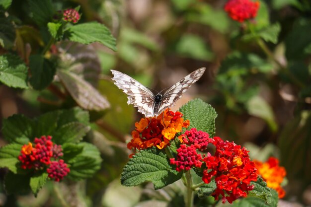 Brown and white butterfly on red flower