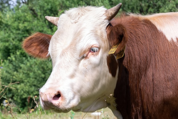 A brown and white calf stands tied up in a green meadow