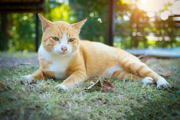 자연 풍경에 푸른 잔디에 갈색과 흰색 고양이 타이어