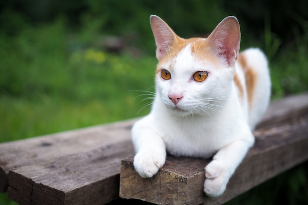 Brown and white cat thai on old wooden in nature landscape