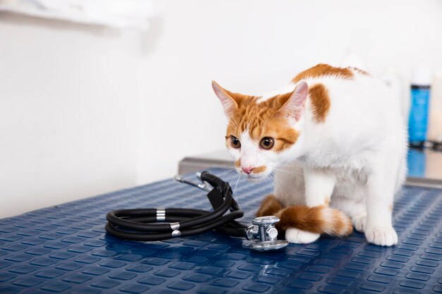 Brown and white cat