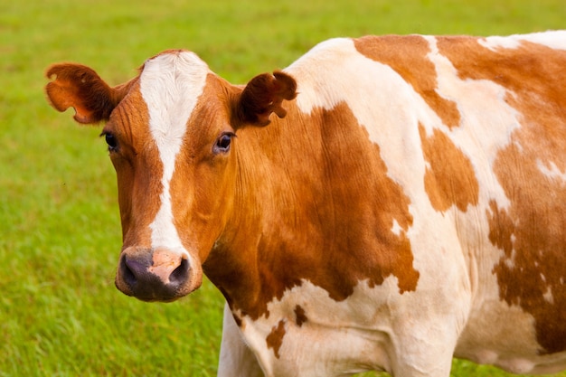 Brown and white cow on greeen grass