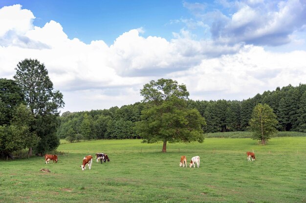 Коричневые и белые коровы на летнем зеленом поле