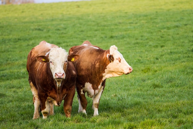 Brown and white dairy cows calwes and bulls in pasture