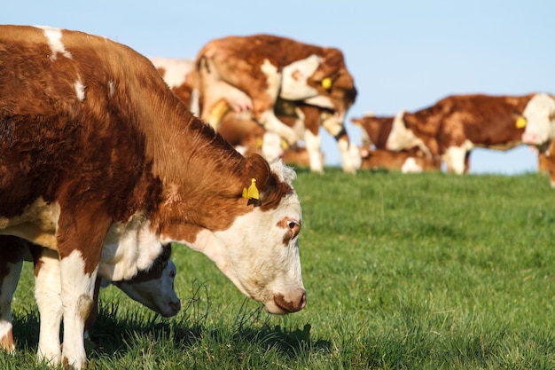 Brown and white dairy cows calwes and bulls in pasture