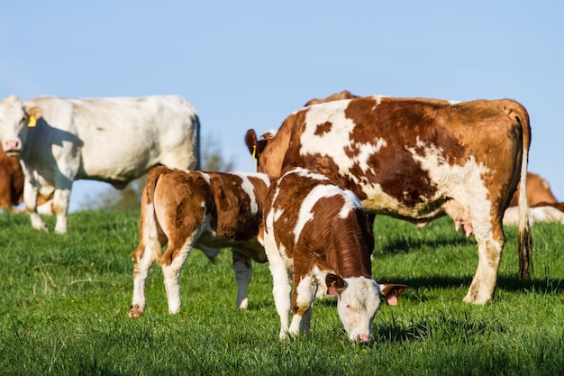 Brown and white dairy cows calwes and bulls in pasture