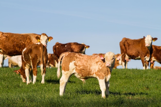 Brown and white dairy cows calwes and bulls in pasture