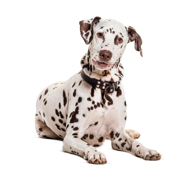 Brown and white Dalmatian wearing a collar dog isolated on white