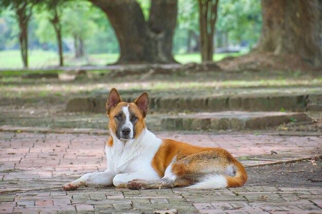 茶色と白い犬は公共の公園の床に寝て、カメラを見る。