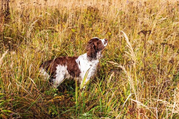 Brown and White English Springer Spaniel Dog