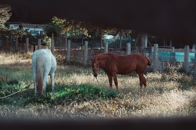 Brown and white horse eating