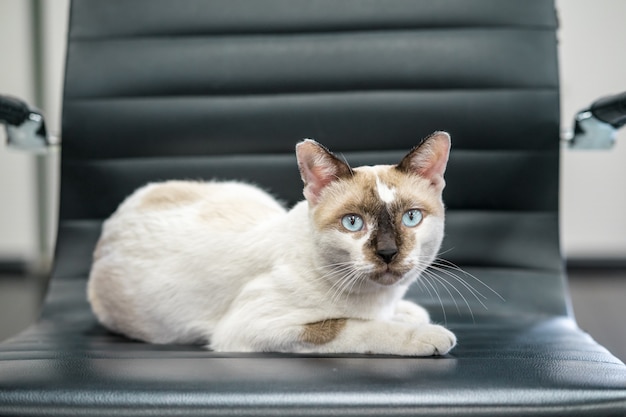 Gattino marrone e bianco sulla sedia nera
