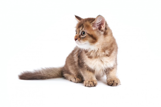 Brown and white kitten isolated on white.