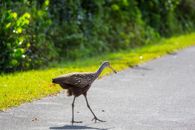 Un uccello zoppicante marrone e bianco nel parco nazionale delle everglades, usa, florida