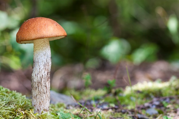 Brown and white mushroom on blurred green background