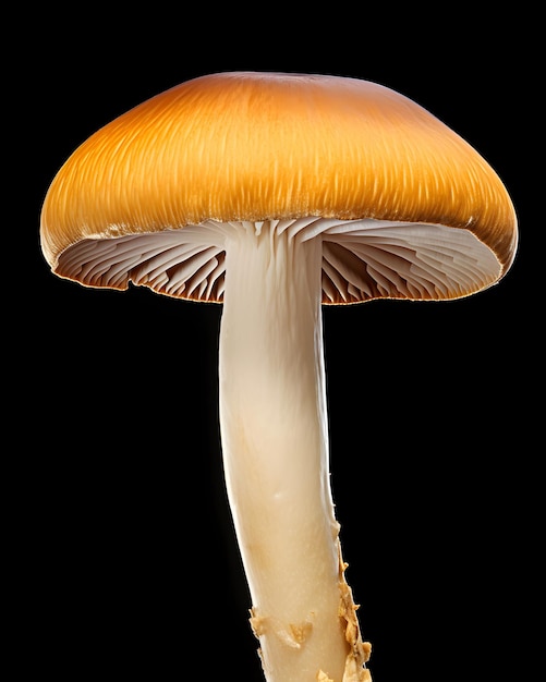 Brown and white mushroom on moss in the forest isolated on dark background