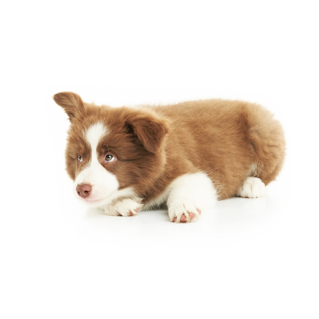 Brown white puppy border collie over white background. High quality photo