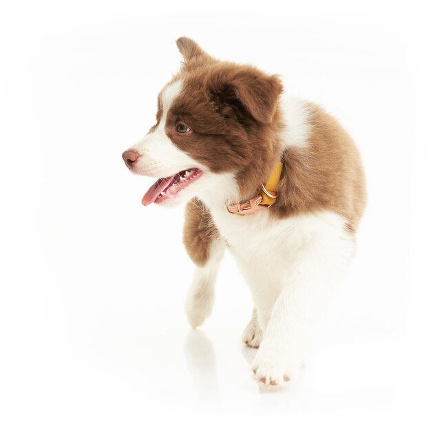 Border collie cucciolo bianco marrone su sfondo bianco. foto di alta qualità