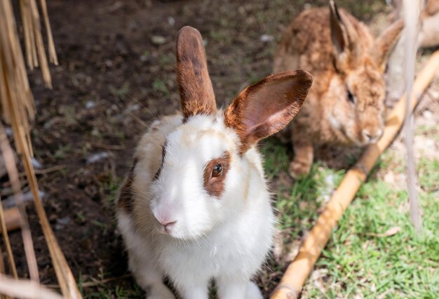 Brown white Rabbit standing on lawn