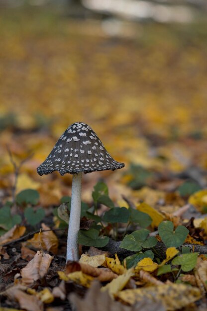 Photo brown and white spotted mushroom