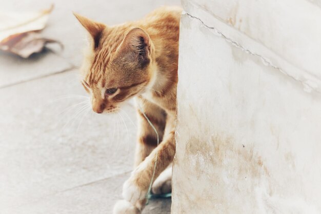 A brown wild cat hiding behind a concrete wall