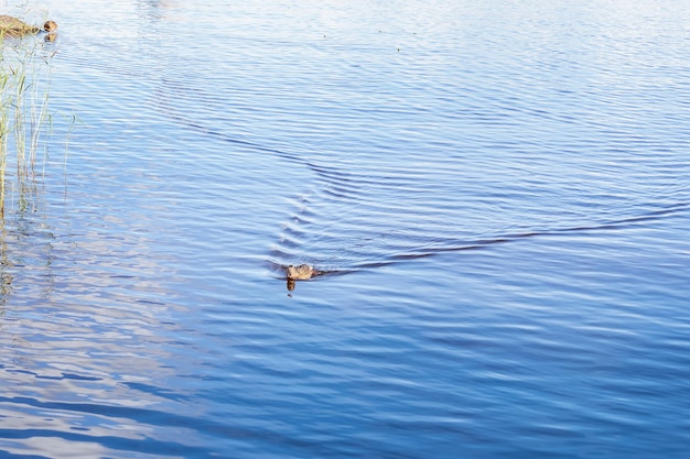 Brown wild duck floating on blue water leaving a trail