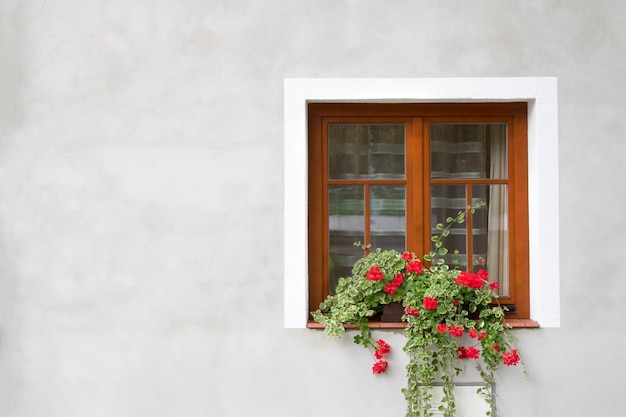 Brown window with a red flower in a pot on a gray wall