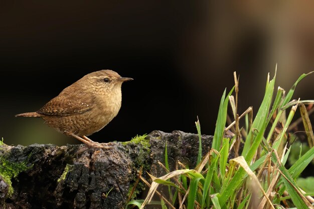 Photo brown wren perched on a stump with grass background