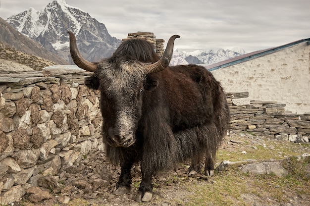 Yak marrone nelle montagne dell'himalaya