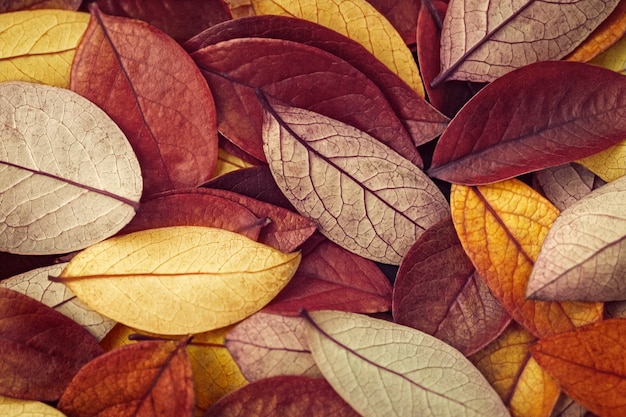 Brown and yellow fallen autumn leaves