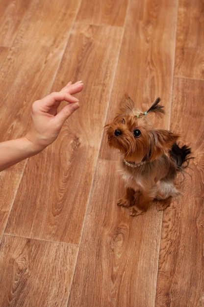 A brown Yorkshire terrier sits on the floor and looks at the food in his hand