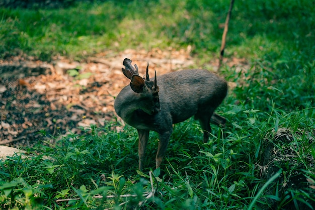 Brownbrocket Deer Mazama gouazoubira kijkt naar de camera op een zomerdag