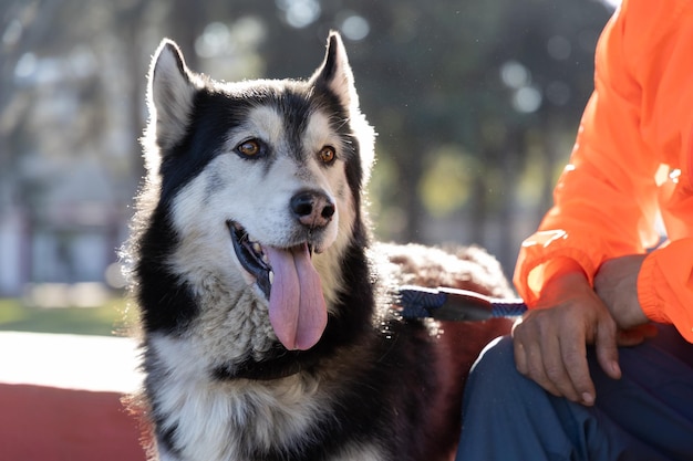 Photo browneyed husky dog on leash and sticking out his tongue next to his owner