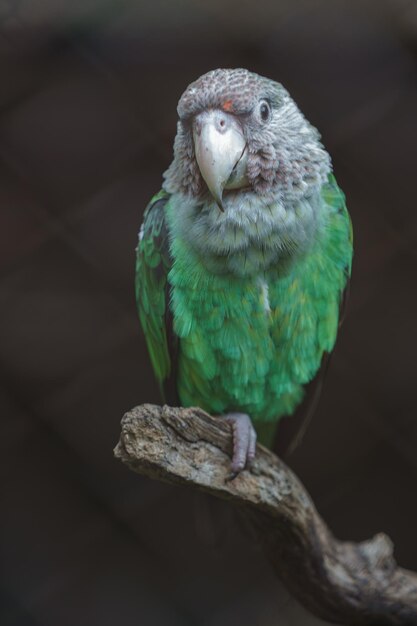 Brownnecked parrot