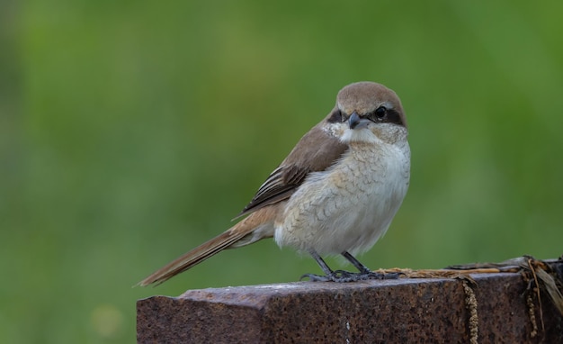 새의 BrownShrike 근접 촬영입니다.