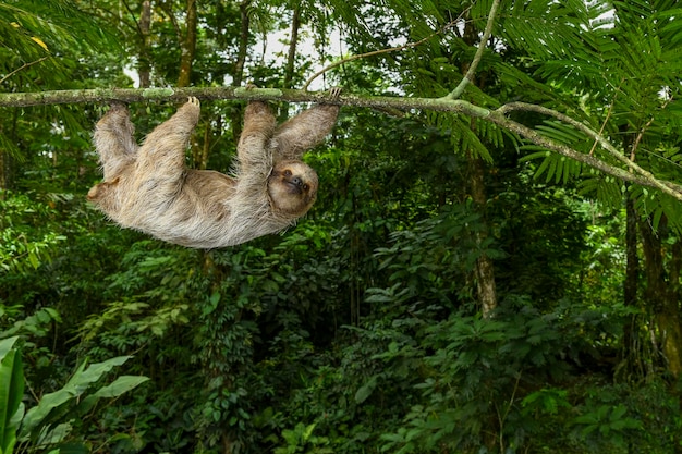 Brownthroated threetoed sloth Bradypus variegatus on tree Costa Rica