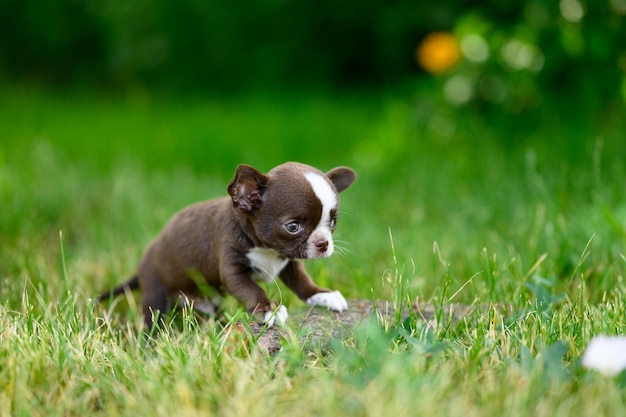 ブラウンホワイトチワワの子犬は草の上に座って、自然な緑の背景に目をそらします